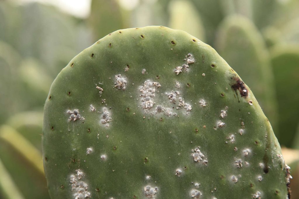 cactus infecté cochenille farineuse