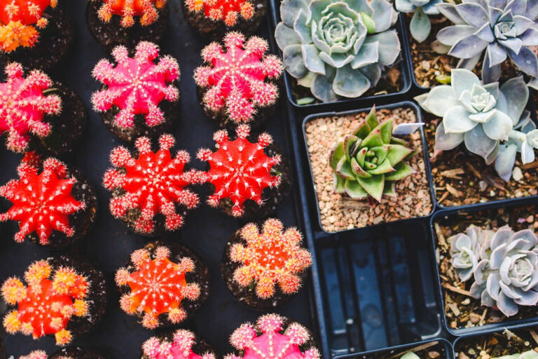 mini cactus