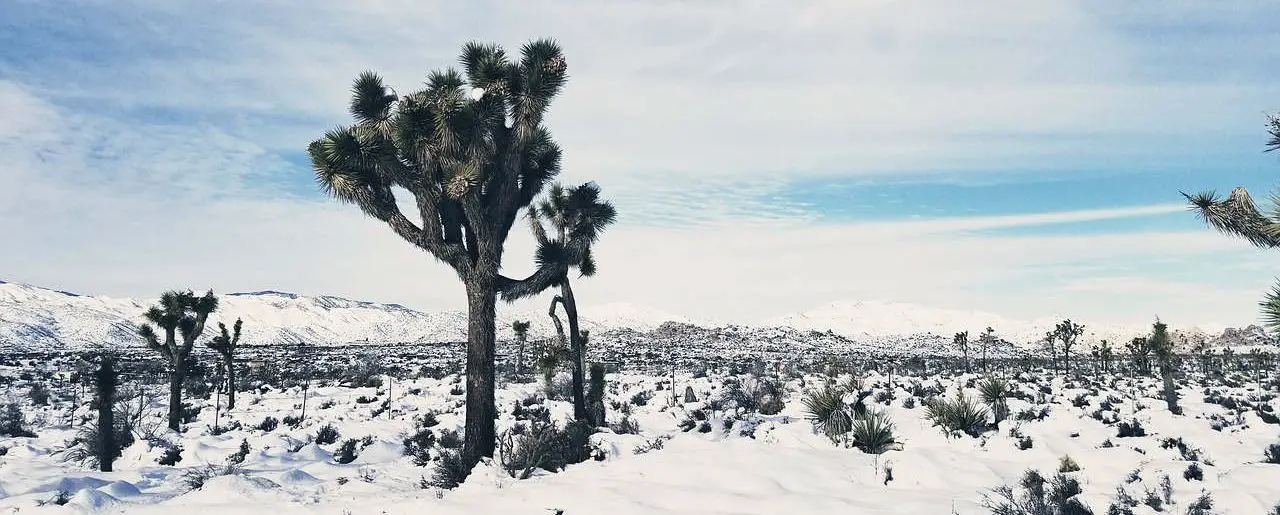 protéger ses plantes en hiver