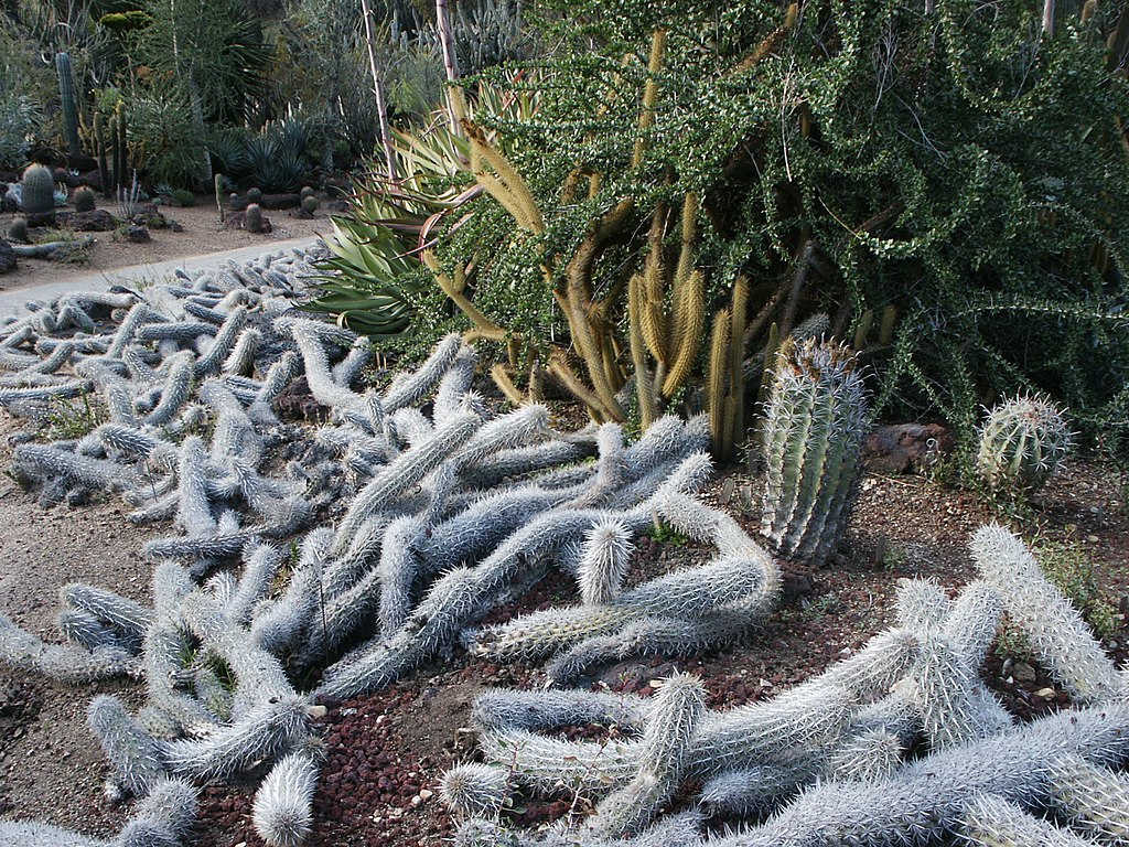 Les cactus rampants