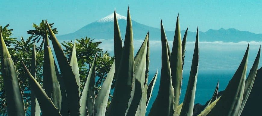 agave sous ordres