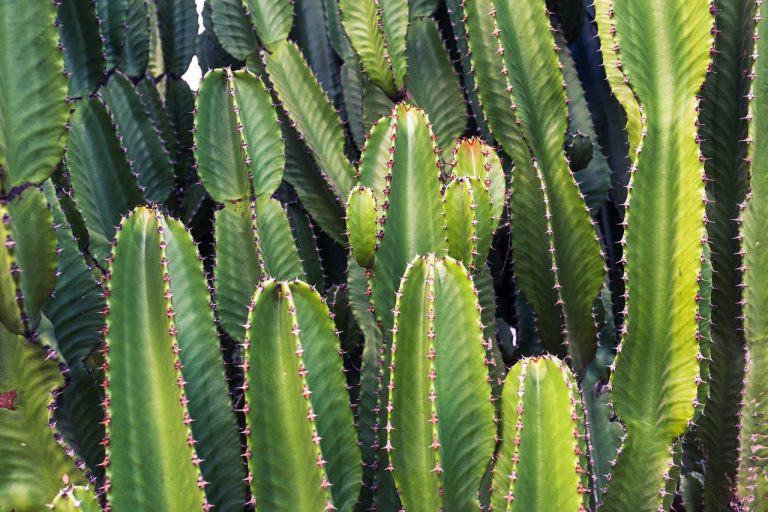 cactus colonne