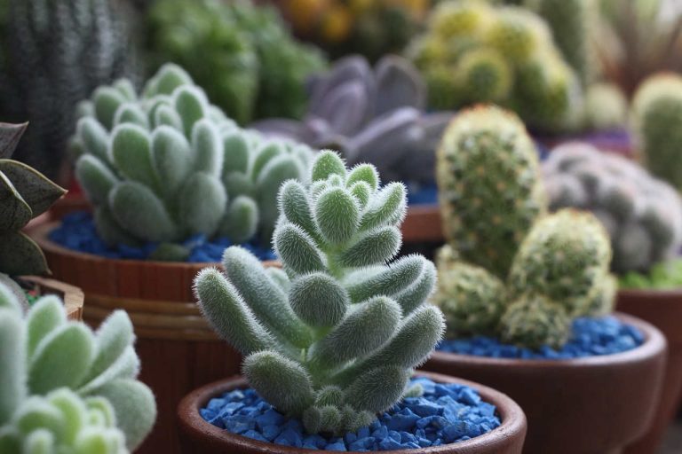 cactus d'interieur