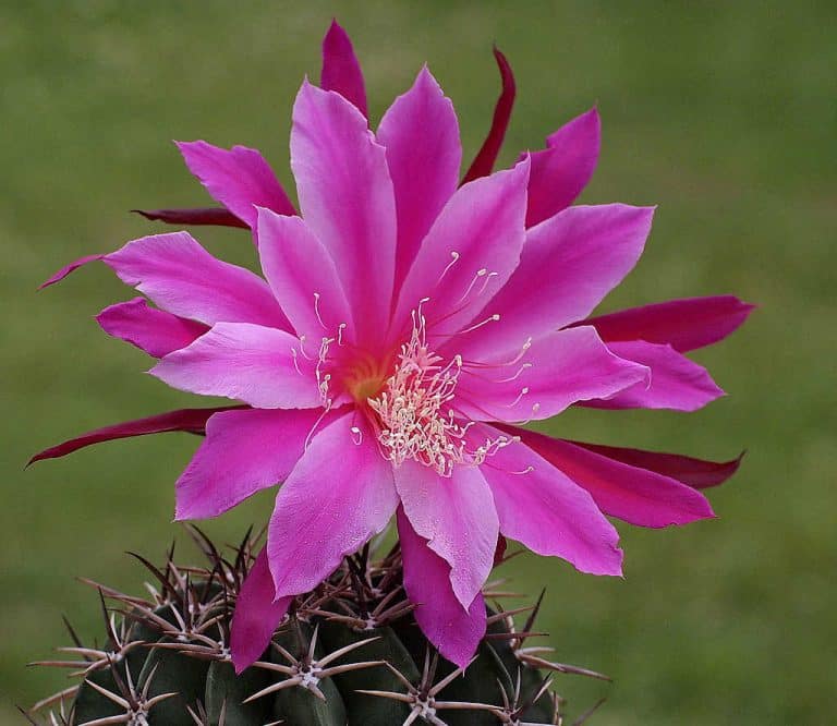cactus epiphyte