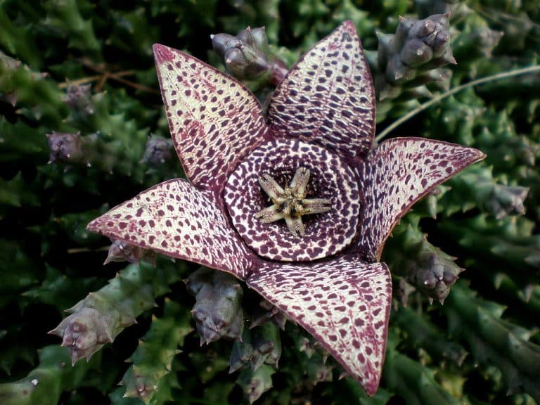 cactus étoile