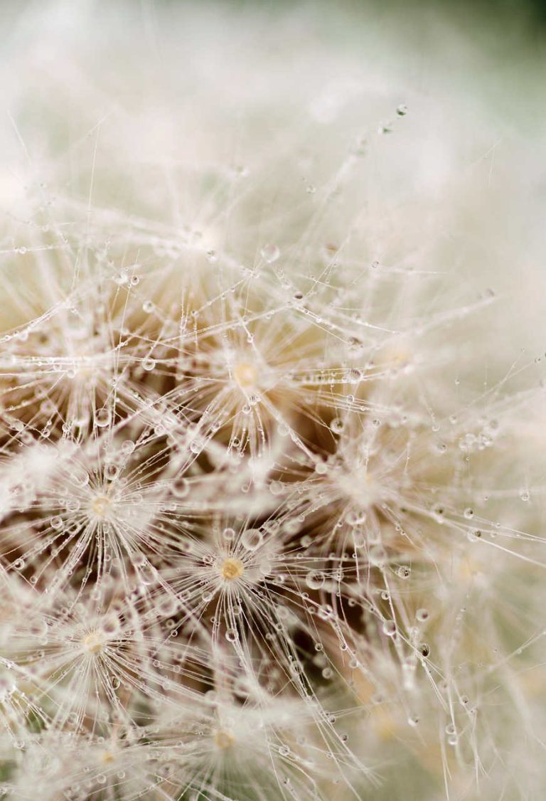 cactus poilu blanc