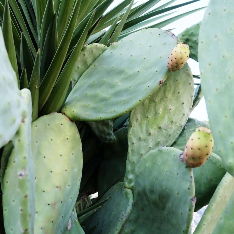 cactus raquette