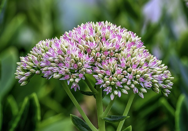 Hylotelephium spectabile (une variante)