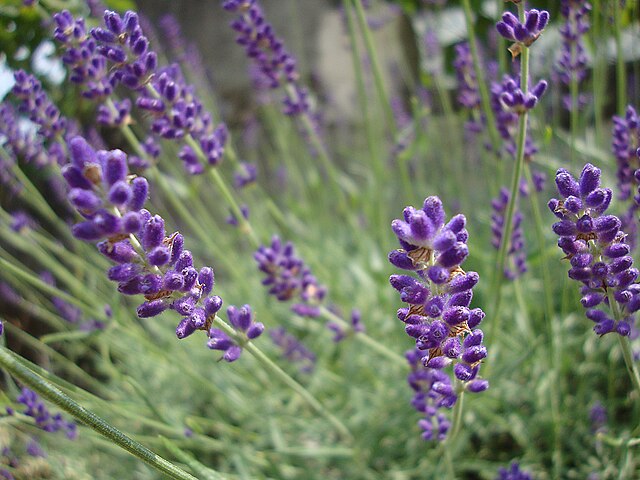 Lavanda_nana_(Lavandula_angustifolia_var._Hidcote_blue)_(7996218850)