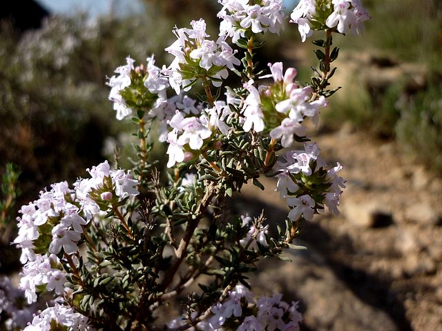 THYMUS_VULGARIS