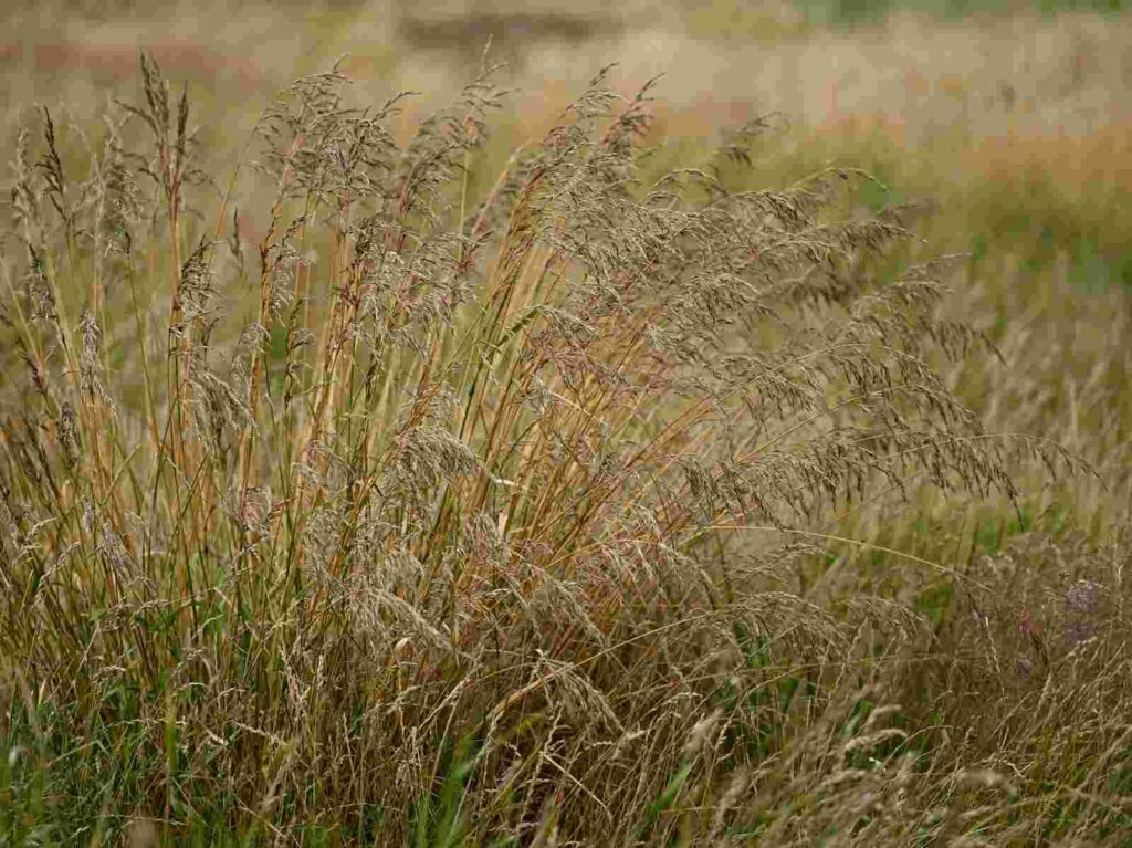 Festuca arundinacea