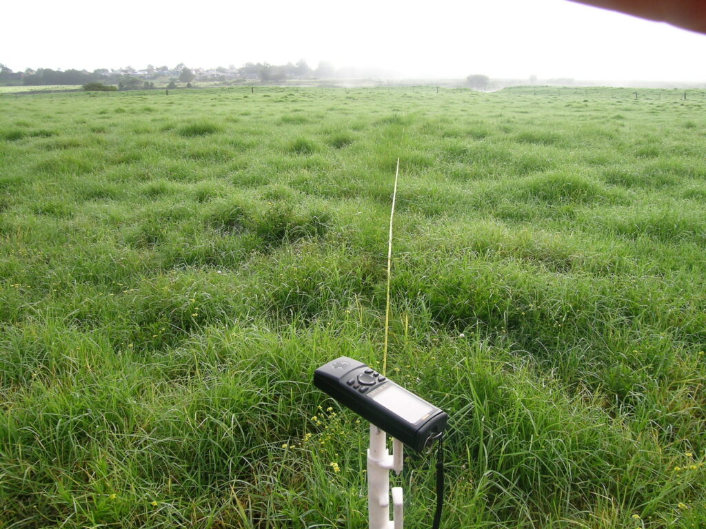 Pennisetum_clandestinum_pasture