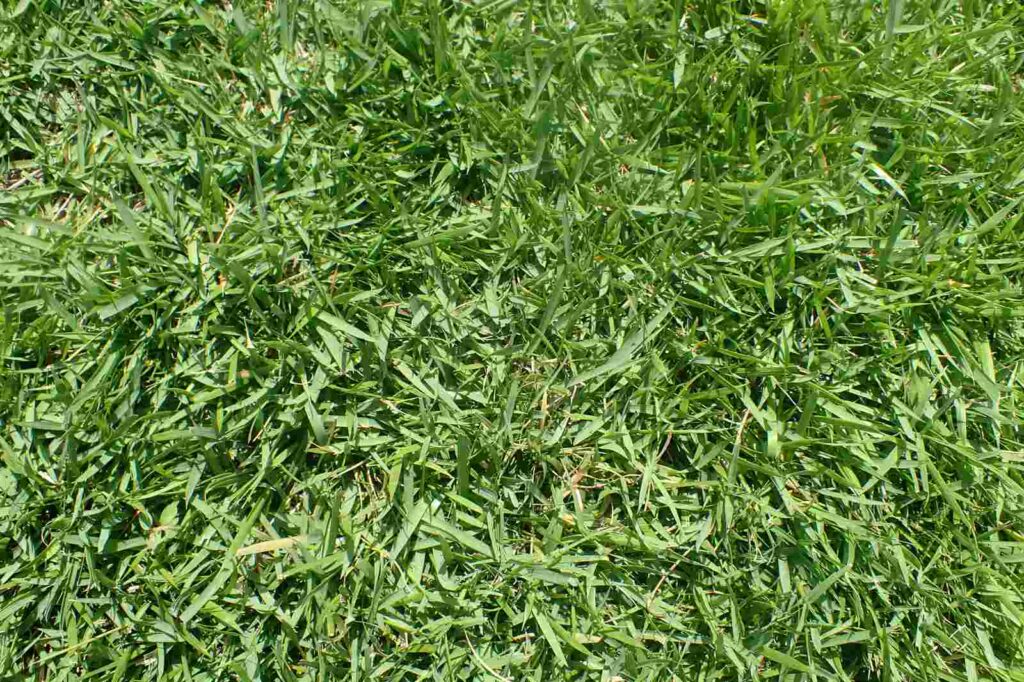 Zoysia_japonica